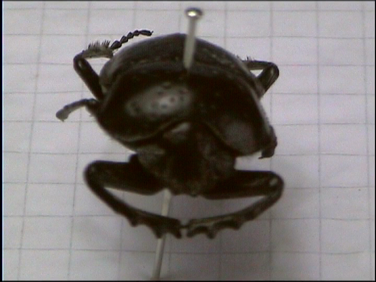 Scarabaeus variolosus